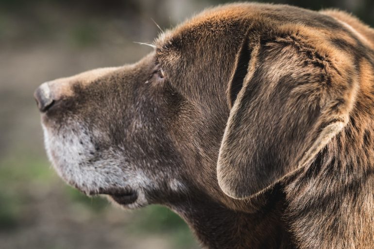 Expectativa de vida dos pets aumenta e animais idosos merecem atenção redobrada