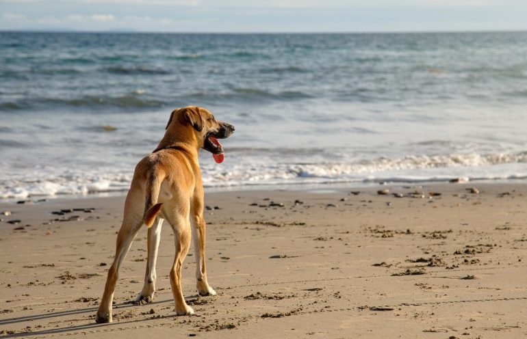 Florianópolis é a primeira Capital do Brasil a propor Lei permitindo cães nas praias