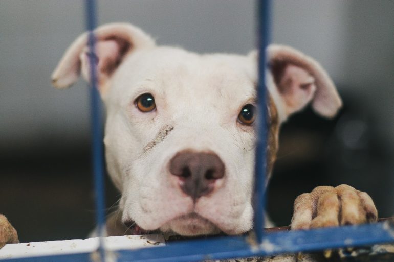 Mais de 40 cães da raça Pit Bull aguardam por adoção na Dibea em Florianópolis