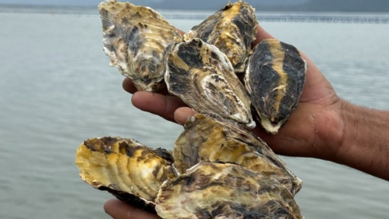 Comercialização de moluscos bivalves é liberada em SC, após níveis de toxina voltarem à normalidade