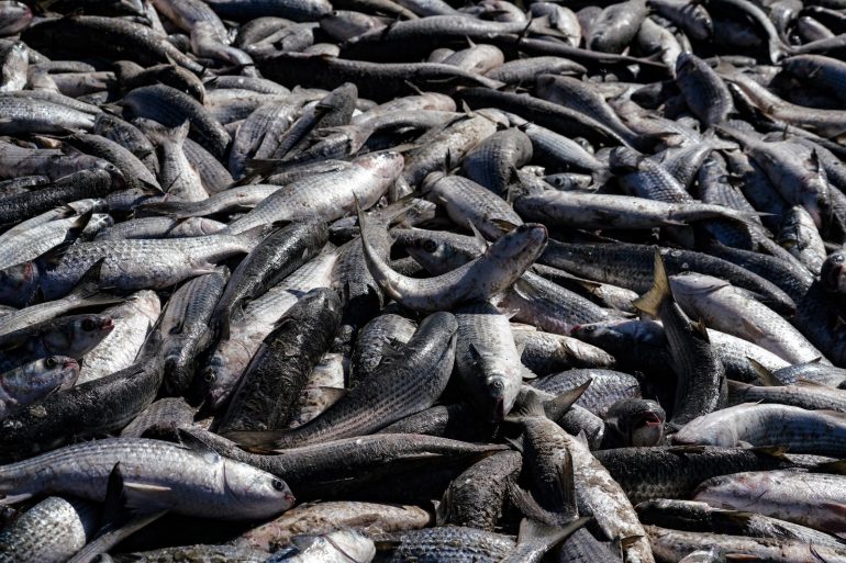 PGE/SC aciona Justiça Federal para garantir derrubada das cotas para a pesca artesanal de praia da tainha