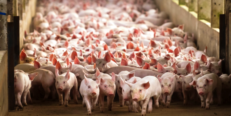 Queda de 31% na suinocultura em Santa Catarina vai deixar carne mais cara; entenda 