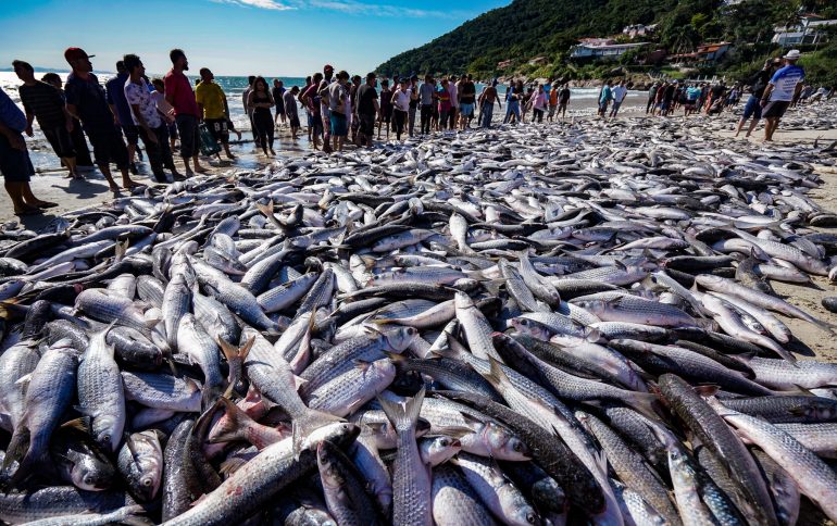 Clima-Adverso-Atrapalha-Pesca-da-Tainha-e-Producao-Cai-no-Litoral-Sul-de-SC