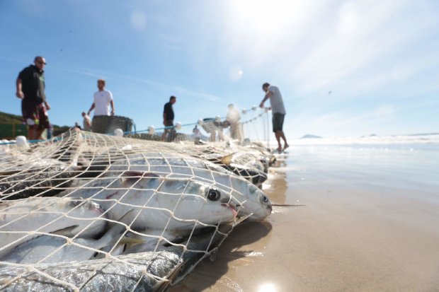 Começa nesta quinta-feira a pesca artesanal da tainha no litoral de Santa Catarina