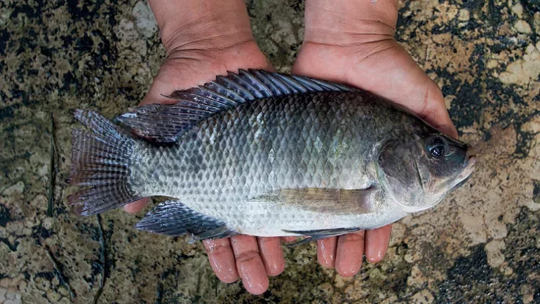 Itajai-recebe-lancamento-de-projeto-inedito-de-edicao-genomica-para-aumentar-produtividade-da-tilapia