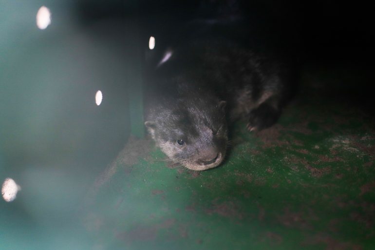Filhotes de lontra são reintroduzidos na natureza na Lagoa do Peri em ação para preservar espécie ameaçada