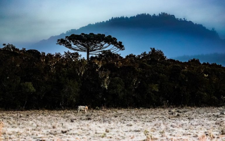 Inverno começa nesta sexta-feira com expectativa de frio intenso, geada e até neve em Santa Catarina