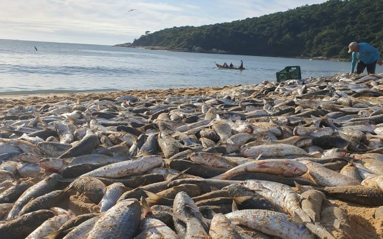 Pesca da tainha com emalhe anilhado é encerrada, após atingir 95% da cota em Santa Catarina