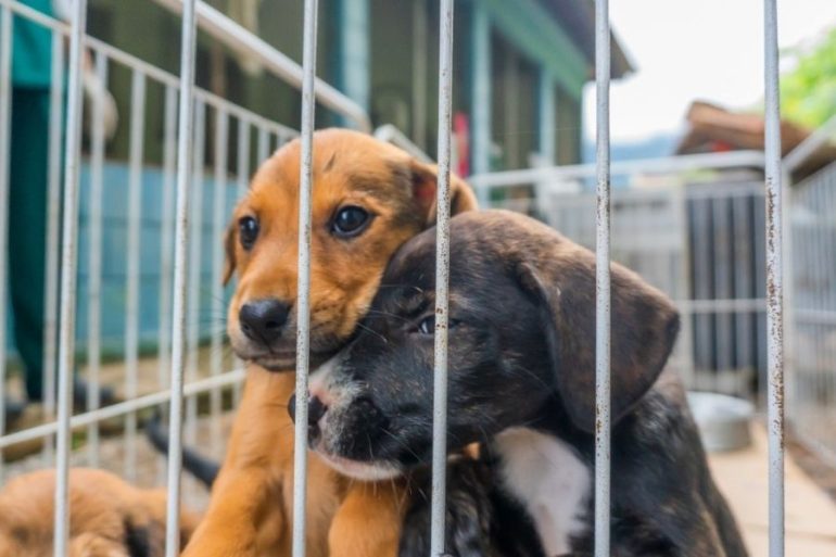 Santa Catarina regulamenta programa inédito para castração de 90 mil cães e gatos