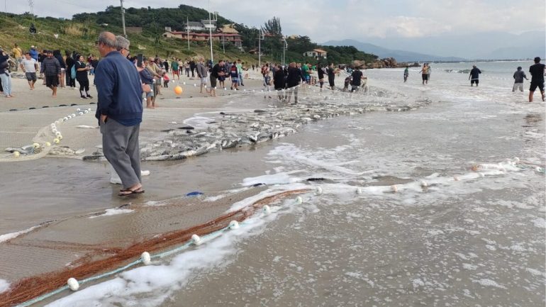 mais-de-18-mil-tainhas-sao-capturadas-no-primeiro-grande-lanco-em-sc