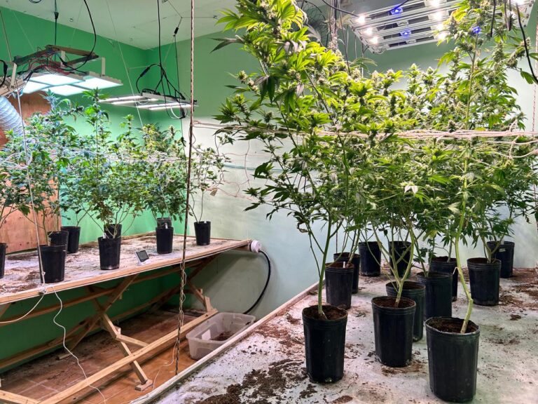 operacao-da-policia-civil-desmonta-estufa-de-maconha-em-residencia-de-luxo