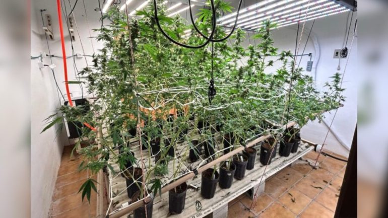 operacao-da-policia-civil-desmonta-estufa-de-maconha-em-residencia-de-luxo