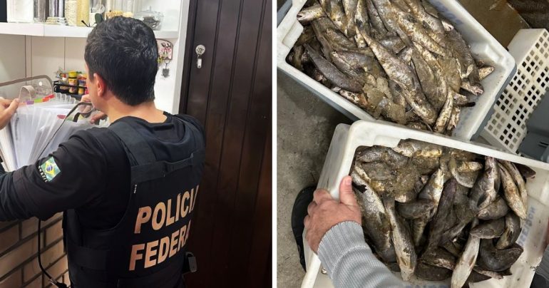 policia-federal-mira-organizacao-criminosa-por-adulteracao-e-contrabando-de-pescados