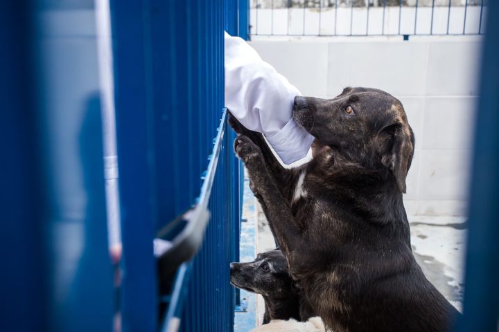 Capital terá primeiro Hospital Veterinário público de Santa Catarina, com nova gestão na SC-401