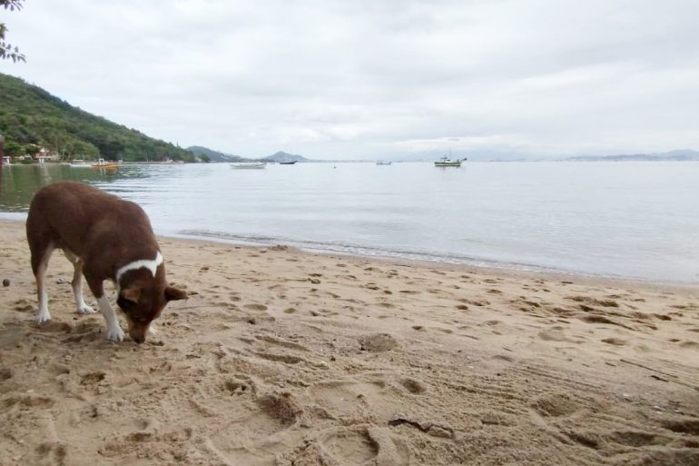 estudo-da-ufsc-aponta-riscos-sanitarios-e-ambientais-da-presenca-de-caes-nas-praias-de-florianopolis