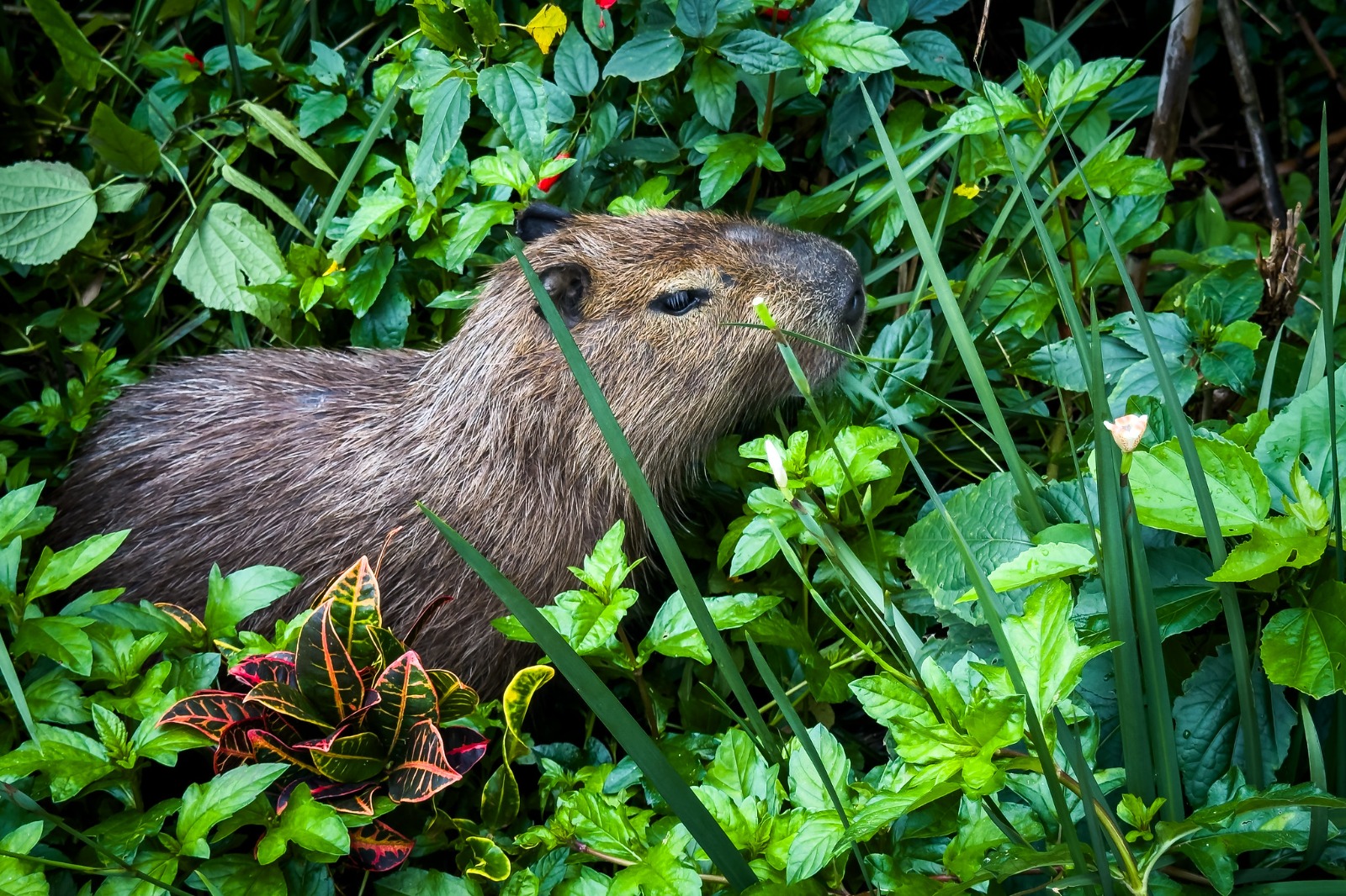 Evento em Florianópolis celebra o Dia Internacional da Capivara com atividades para toda a família