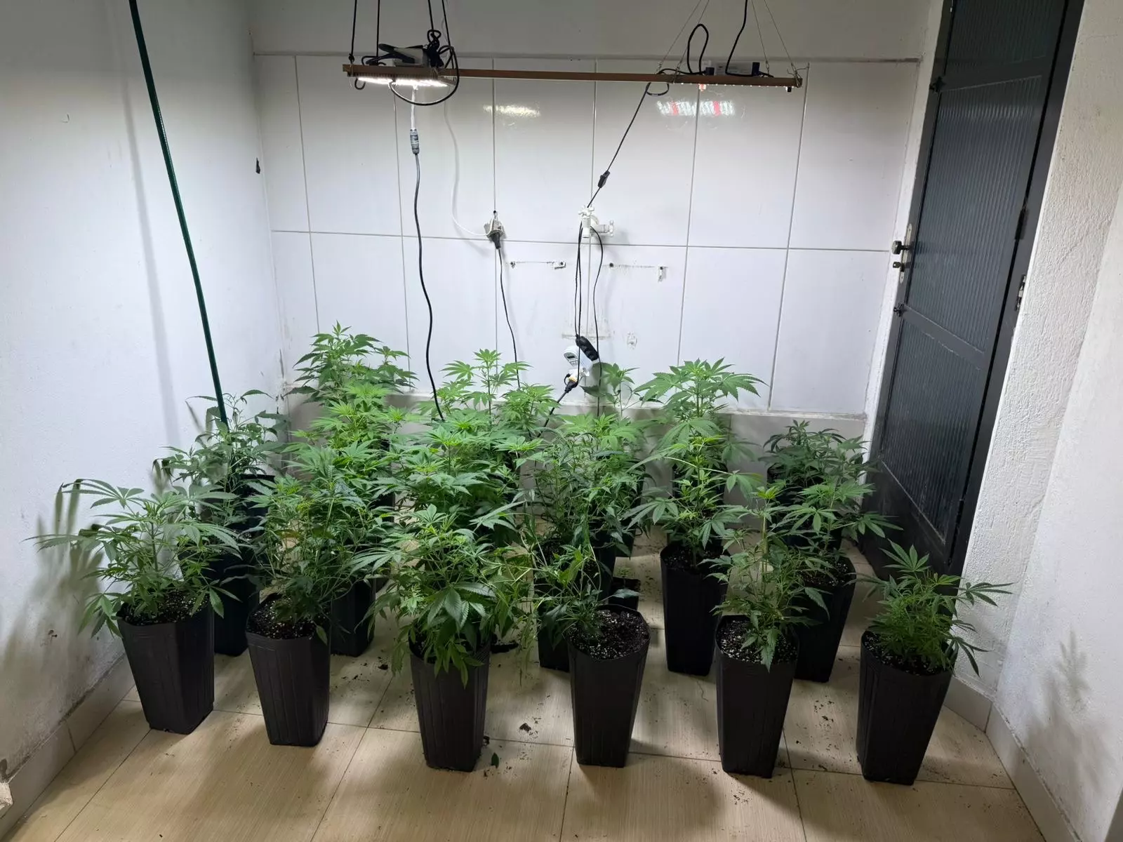 policia-militar-apreende-estufa-com-120-pes-de-maconha-em-palhoca
